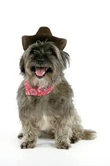 Pugairn: DOG - Pugairn - Pug cross Cairn Terrier wearing
