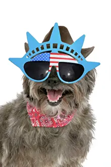 Pugairn: DOG - Pugairn - Pug cross Cairn Terrier wearing