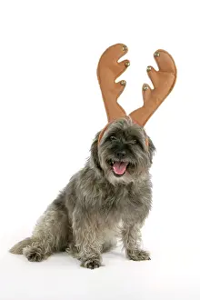 Pugairn: DOG - Pugairn - Pug cross Cairn Terrier wearing antlers