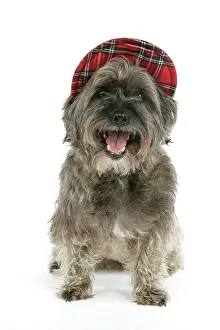 Pugairn: DOG - Pugairn - Pug cross Cairn Terrier wearing a tartan hat