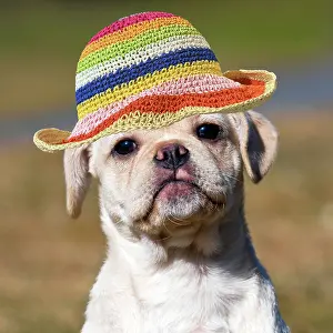 Designer: Dog - Puggle puppy wearing a rainbow straw hat