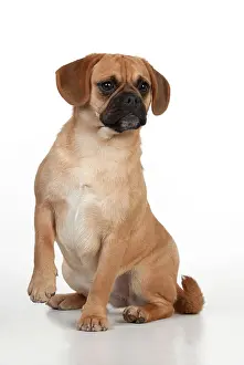 Puggle: DOG - Puggle sitting