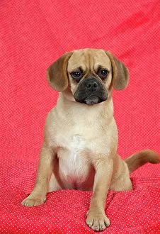 Puggle: DOG - Puggle sitting on red blanket