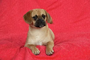 Puggle: DOG - Puggle sitting on red blanket