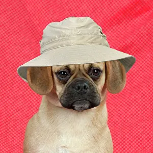 Safari: DOG - Puggle sitting on red blanket