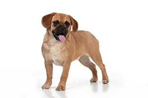 Puggle: DOG - Puggle with tongue hanging out