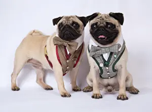 Fancy: DOG. Pugs wearing smart waistcoat harnes