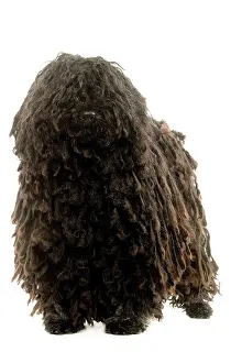 Pulis: Dog - Puli