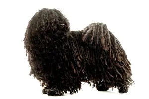 Pulis: Dog - Puli