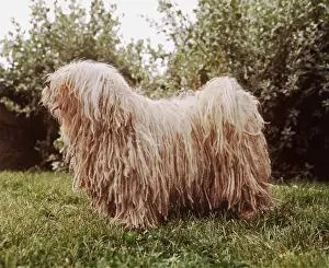 Reeds: DOG - PULI / Hungarian Sheepdog - STANDS OUTSIDE