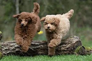 Cavapoo: DOG, PUPPIES, 14 WEEKS OLD, POODLE, CAVAPOO, JUMPING