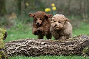 Leaping: DOG, PUPPIES, 14 WEEKS OLD, POODLE, CAVAPOO, JUMPING