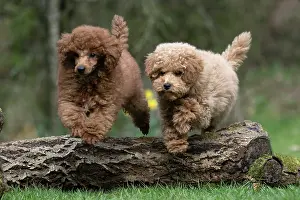 Leaping: DOG, PUPPIES, 14 WEEKS OLD, POODLE, CAVAPOO, JUMPING