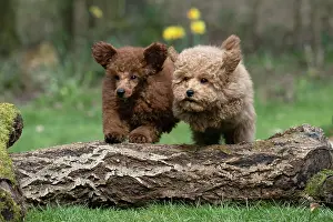 Leaping: DOG, PUPPIES, 14 WEEKS OLD, POODLE, CAVAPOO, JUMPING