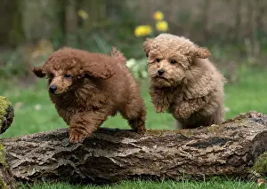 Leaping: DOG, PUPPIES, 14 WEEKS OLD, POODLE, CAVAPOO, JUMPING