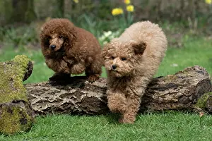 Leaping: DOG, PUPPIES, 14 WEEKS OLD, POODLE, CAVAPOO, JUMPING