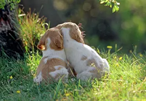Frederic Rolland: Dog - two puppies Best friends