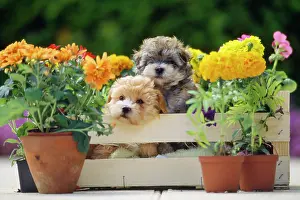 Crate: DOG - two puppies in crate with Autumn flowers