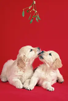 Greeting: DOG - two puppies kissing under the mistletoe