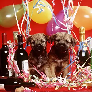 Prizes: DOG - PUPPIES AT PARTY