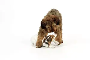Brie: Dog - Puppies playing (Briard and Jack Russell)