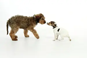 Briards: Dog - Puppies playing (Briard and Jack Russell)