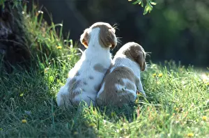 Frederic Rolland: DOG - Puppies x two Best friends
