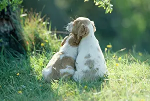 Frederic Rolland: DOG - puppies x two Best Friends