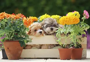 Crate: Dog - Puppies x two in crate with Autumn flowers