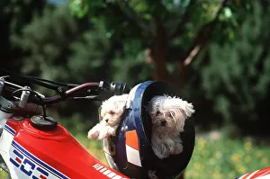 Crash: Dog - Puppies x two inside crash helmet