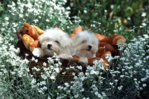 Frederic Rolland: DOG - puppies x two in meadow flowers with bowl
