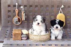 Frederic Rolland: DOG - puppies x two sitting in bathroom
