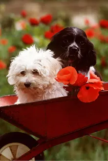 Frederic Rolland: DOG - puppies x two in wheelbarrow with poppies