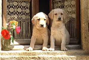 Frederic Rolland: DOG - puppies x two on window sill