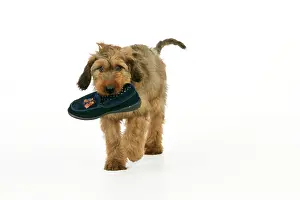 Briards: Dog - Puppy (Briard) carrying shoe in mouth