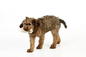 Chew: Dog - Puppy (Briard) carrying soft toy in mouth