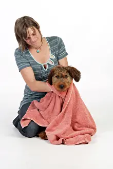 Briards: Dog - Puppy (Briard) being dried with large towel