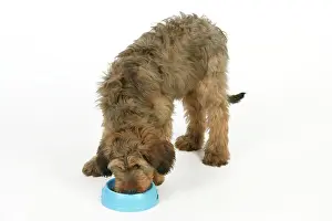 Brie: Dog - Puppy (Briard) eating from bowl