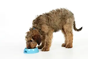 Briards: Dog - Puppy (Briard) eating from bowl