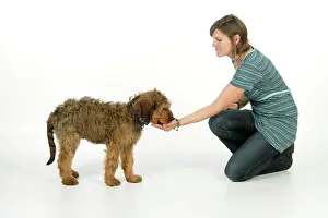 Briards: Dog - Puppy (Briard) eating out of hand