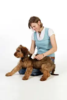 Brushed: Dog - Puppy (Briard) having coat brushed