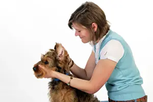 Brie: Dog - Puppy (Briard) having its ears examined