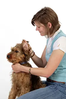 Brie: Dog - Puppy (Briard) having its ears examined
