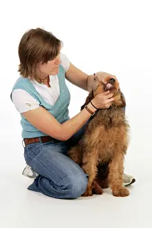 Brie: Dog - Puppy (Briard) having its mouth opened and