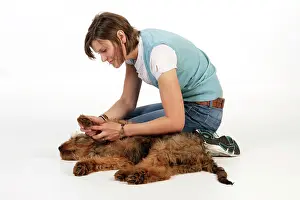 Brie: Dog - Puppy (Briard) having its paws examined