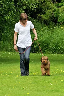 Brie: Dog - Puppy (Briard) on a lead