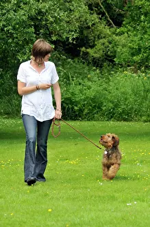 Brie: Dog - Puppy (Briard) on a lead