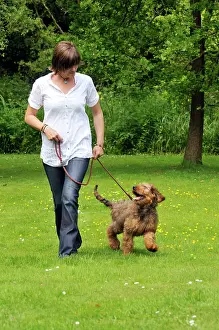 Brie: Dog - Puppy (Briard) on a lead