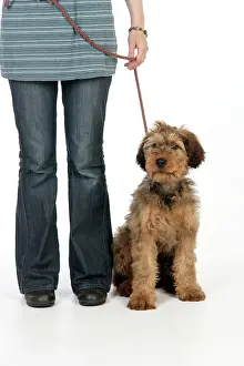 Briards: Dog - Puppy (Briard) on a lead