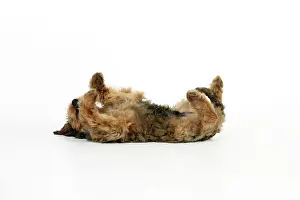 Briards: Dog - Puppy (Briard) on back with legs in air